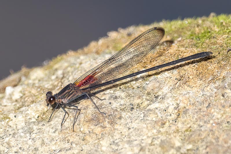 Hetaerina titia (Smoky Rubyspot) male-4.jpg